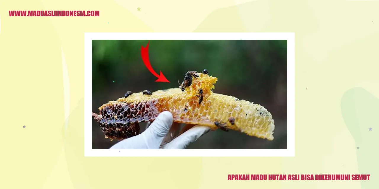 Madu Hutan Asli Bisa Dikerumuni Semut