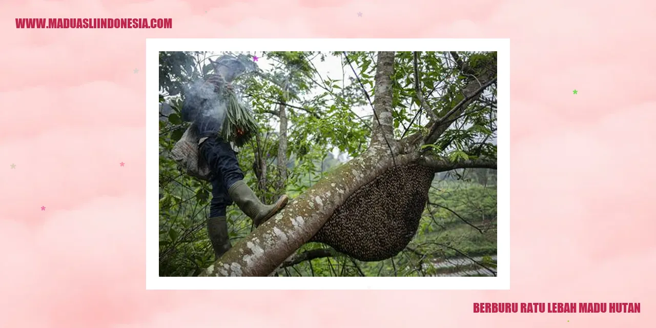 Gambar Lebah Madu Hutan