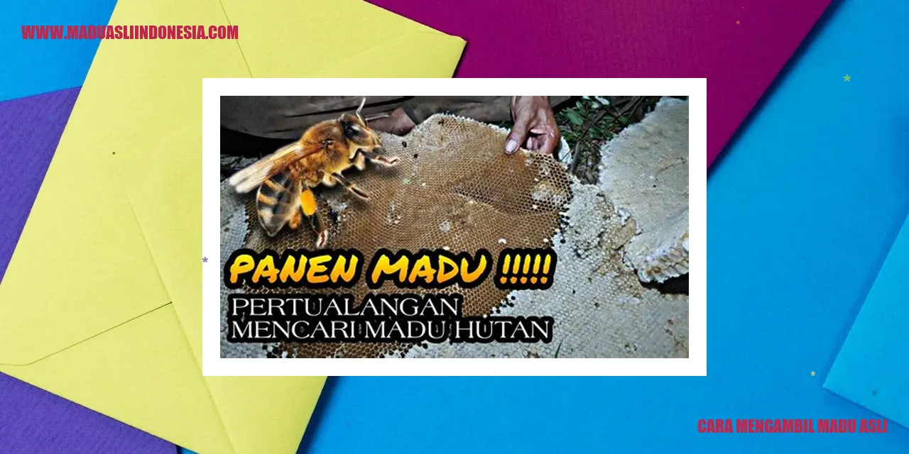 cara mengambil madu asli