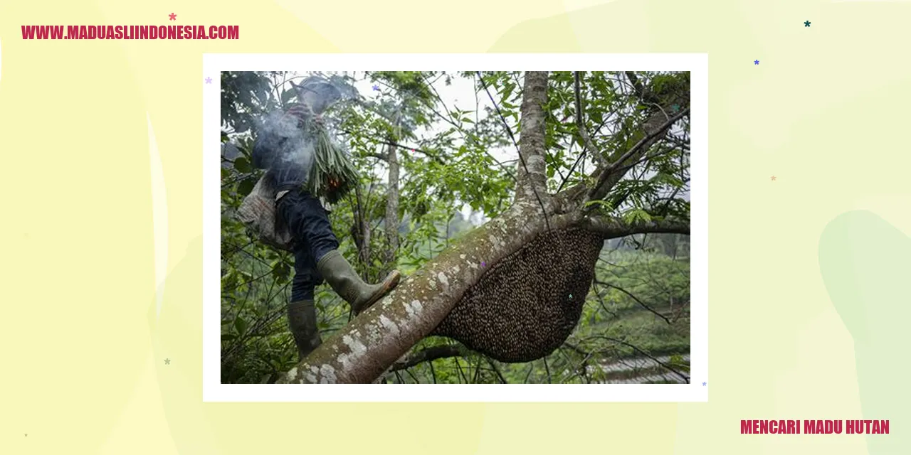 mencari madu hutan