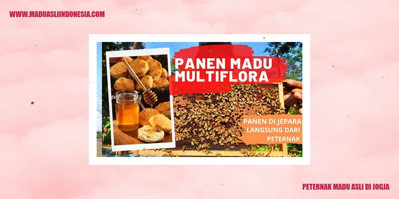 Peternak Madu Asli di Jogja